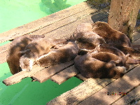 動物園、カワウソ.jpg