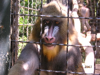 動物園、マントヒヒ.jpg