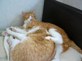 ピュンとトト２