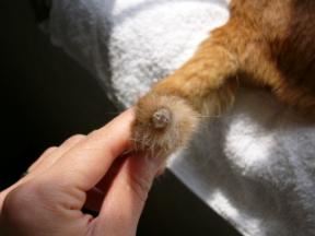 ピュンのしっぽ