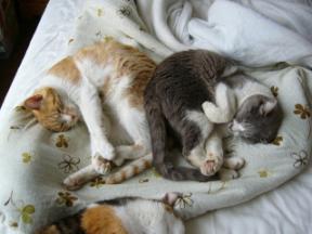 おしりくっつき