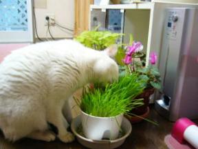 葉っぱを食べてるチーちゃん