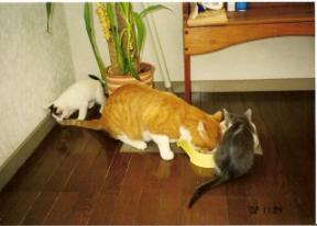 キキ・ピュン・クー