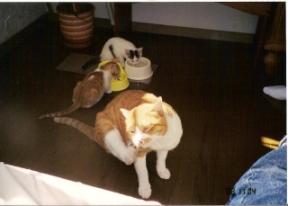 キキ・トト・ピュン