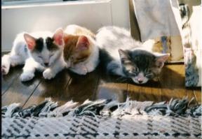 キキ・トト・クー