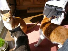 ピュン・トト・クー