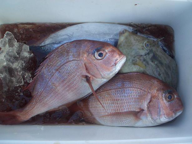 真鯛とヒラソーダ