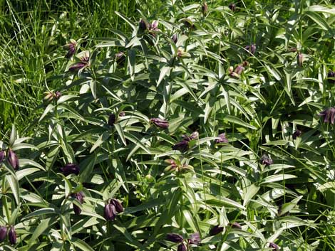 原生花園の花（クロユリ）