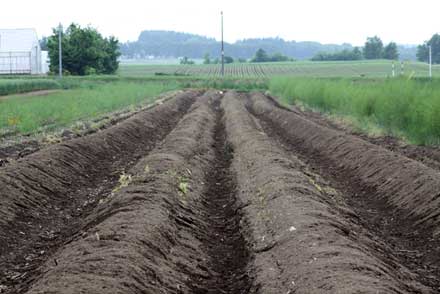 ホワイトアスパラのあ収穫作業