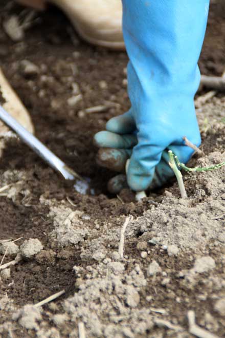 ホワイトアスパラのあ収穫作業