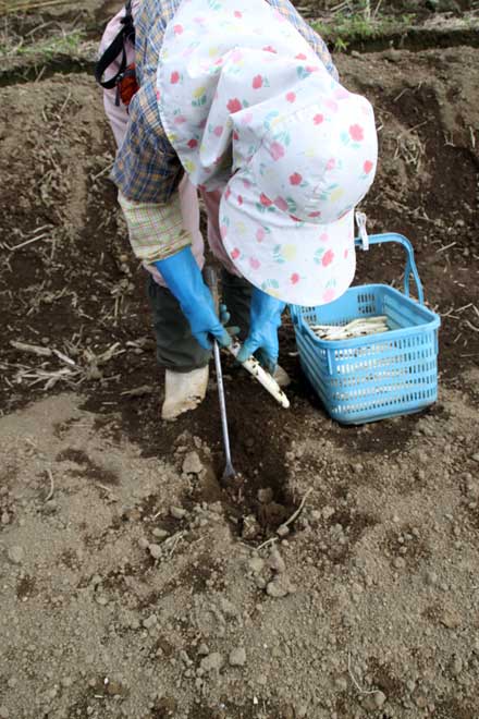 ホワイトアスパラのあ収穫作業