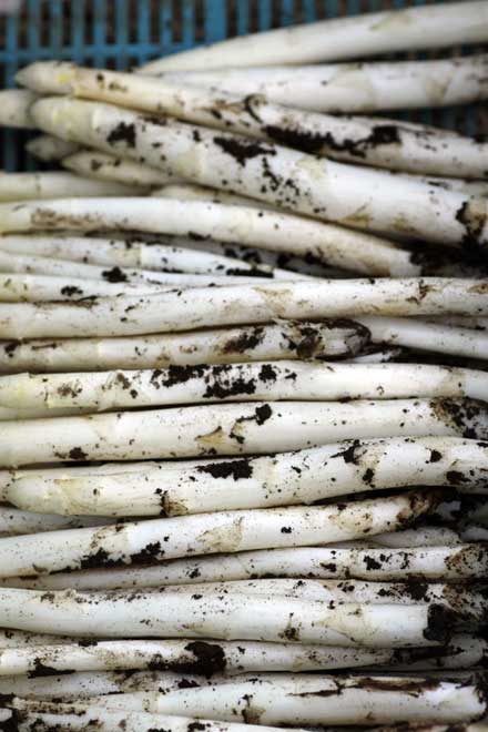 収穫されたホワイトアスパラ