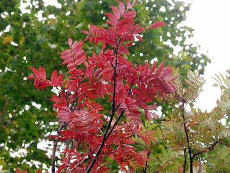 羅臼湖の紅葉