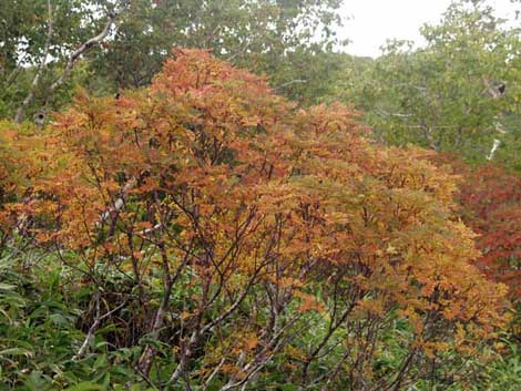 羅臼湖の紅葉