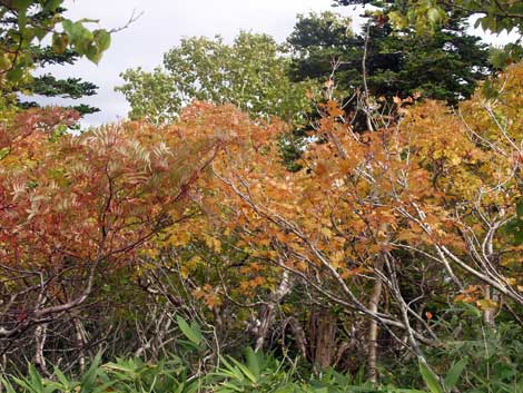 羅臼湖の紅葉