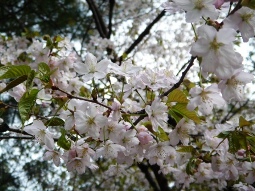 円山公園桜１.JPG