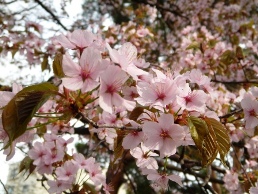 円山公園桜２.JPG