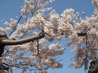 五稜郭満開の桜