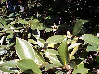 山茶花　２