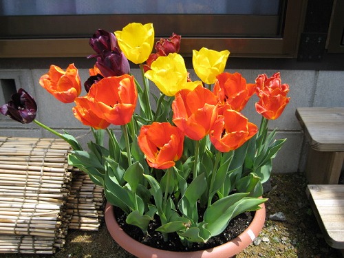 チューリップ.jpg