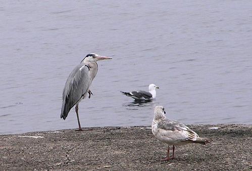 海鳥の仲間