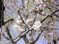 mizumoto13