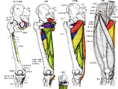 内転筋.jpg