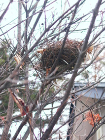 鳥の巣