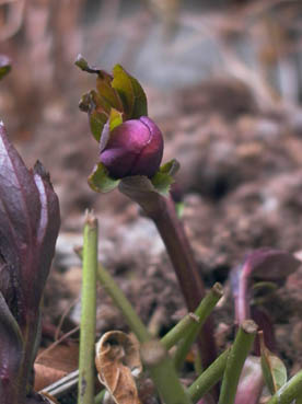 クリスマスローズ