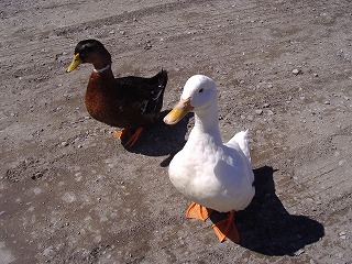 鶴の湯の鴨とアヒル