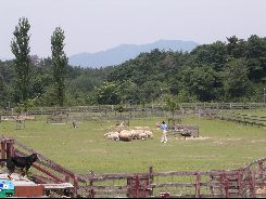 ブルーメの丘　羊の追い込みショー