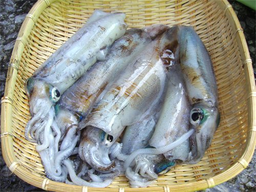 20090908アオリ釣果.jpg