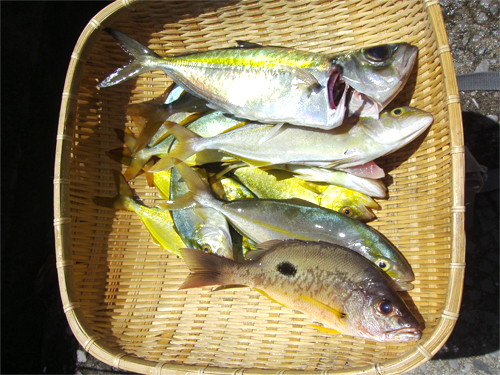 20090729釣果.jpg