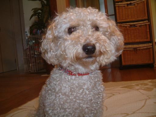 首輪を着けたまろん