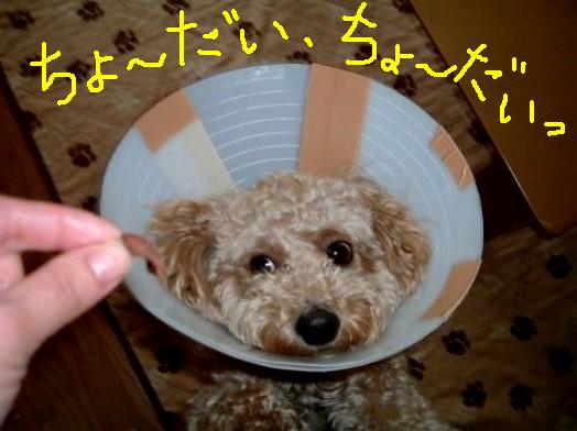 まろん 210.JPG