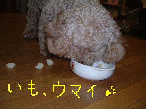 まろん 338.JPG