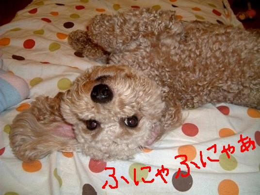 まろん 330.JPG