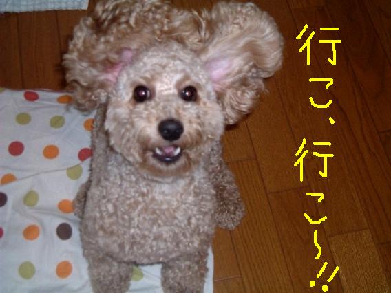 まろん 331.JPG