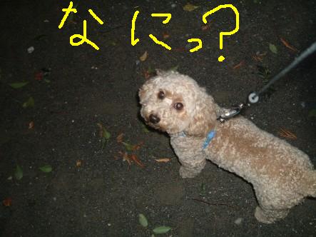 まろん 322.JPG