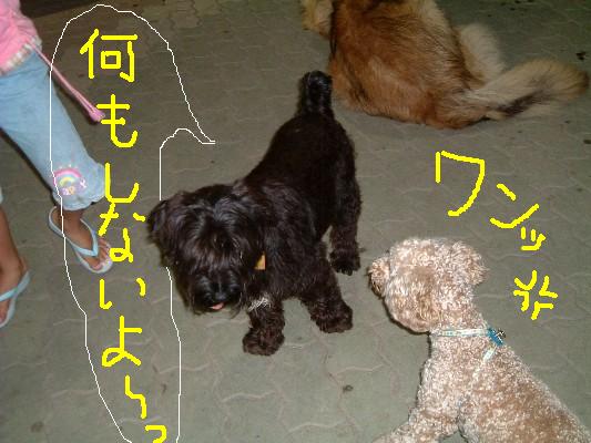 まろん 390.JPG