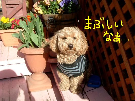 まろん 114.JPG