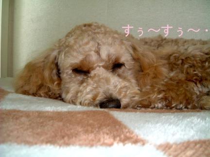 すぅ～すぅ～