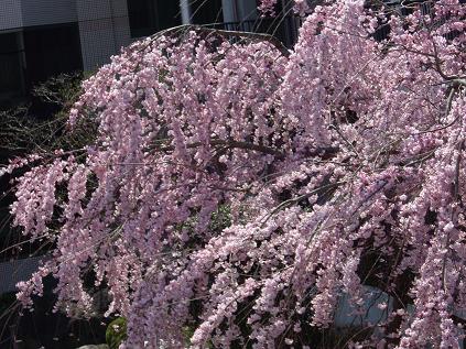 枝垂桜アップ.JPG