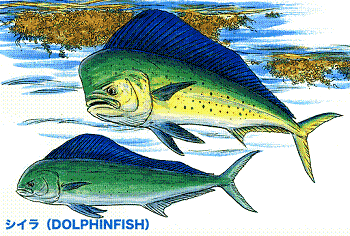 dolphin-fish