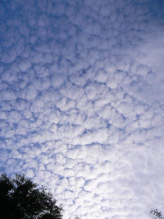 うろこ雲.JPG
