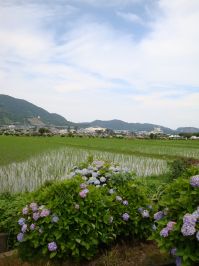 開成あじさい祭19