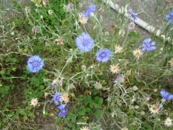 開成あじさい祭20