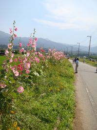 ハナアオイまつり1