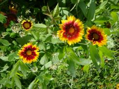 ハナアオイまつり2