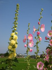 ハナアオイまつり3